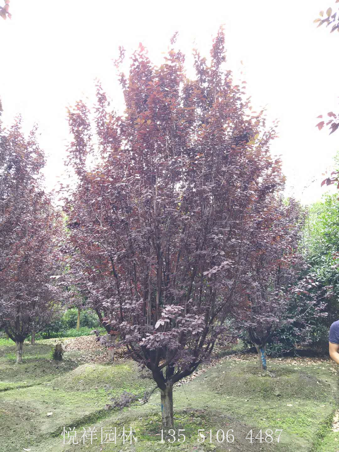 低分支紅葉李12公分