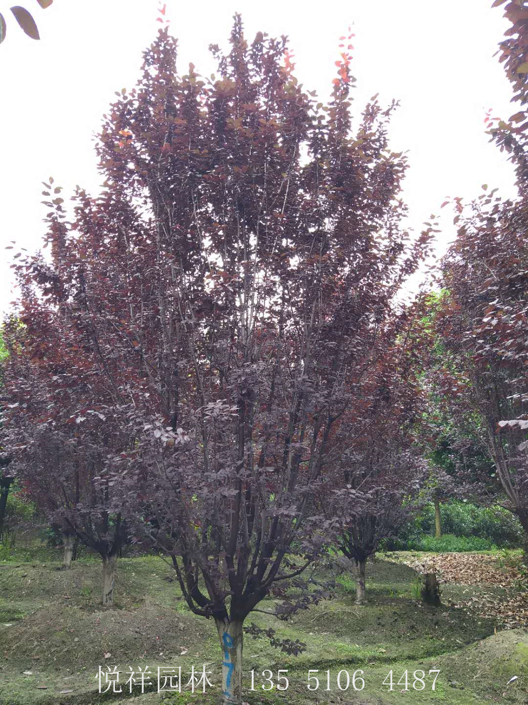 低分支紅葉李12公分